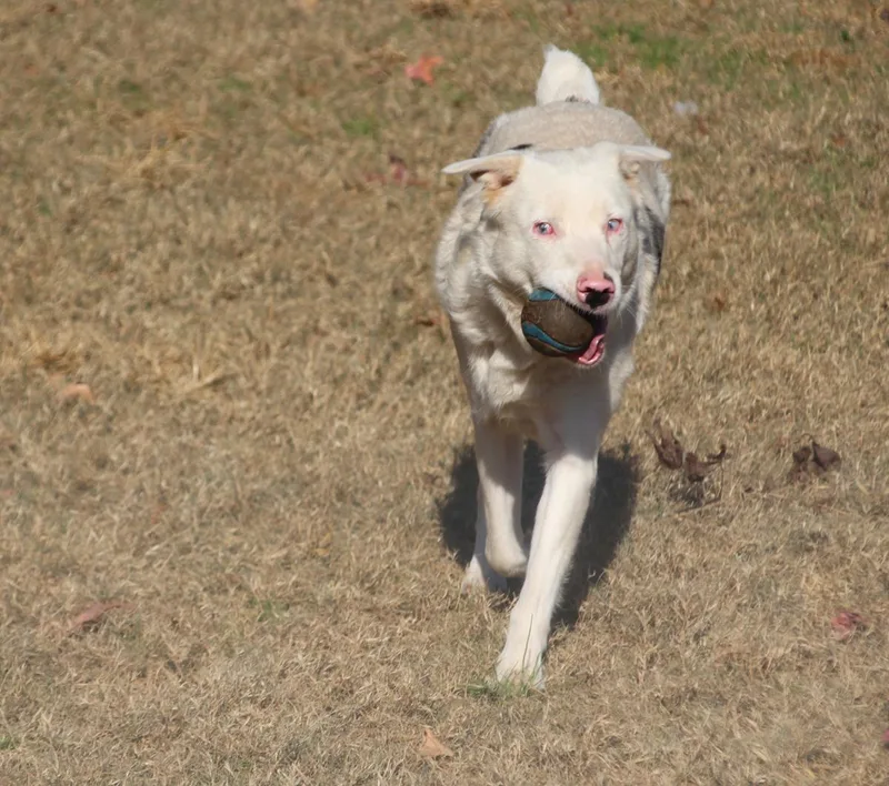 Duck Mcguckin thumbnail 3