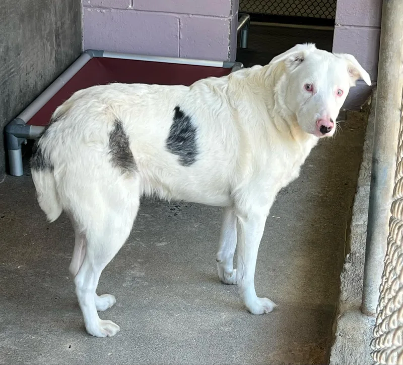 Duck Mcguckin thumbnail 4