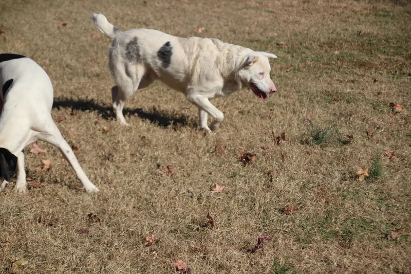 Duck Mcguckin thumbnail 5