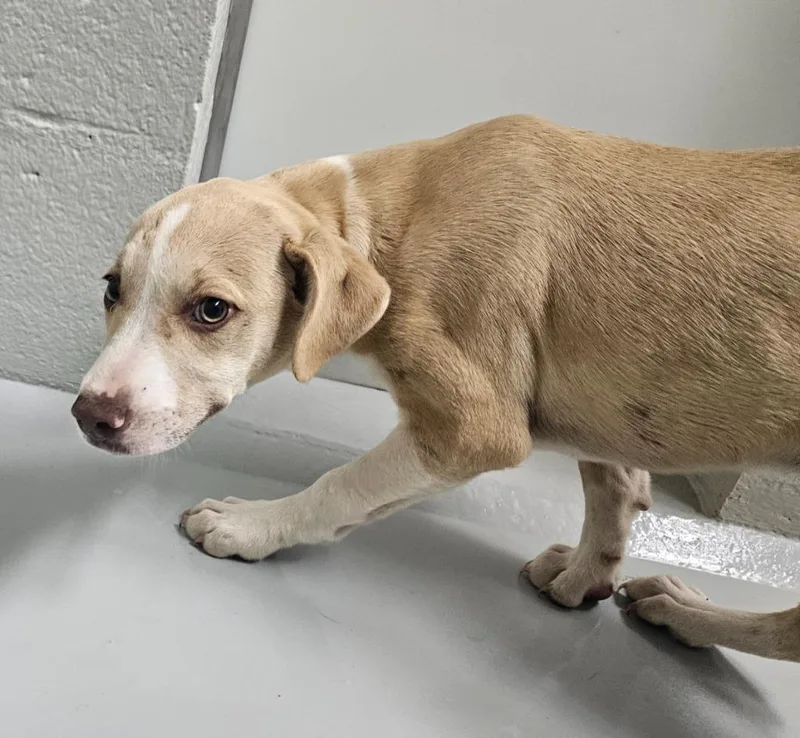 A baby medium-sized female Jack Russell Terrier dog named Cheeks for adoption in Mocksville, NC