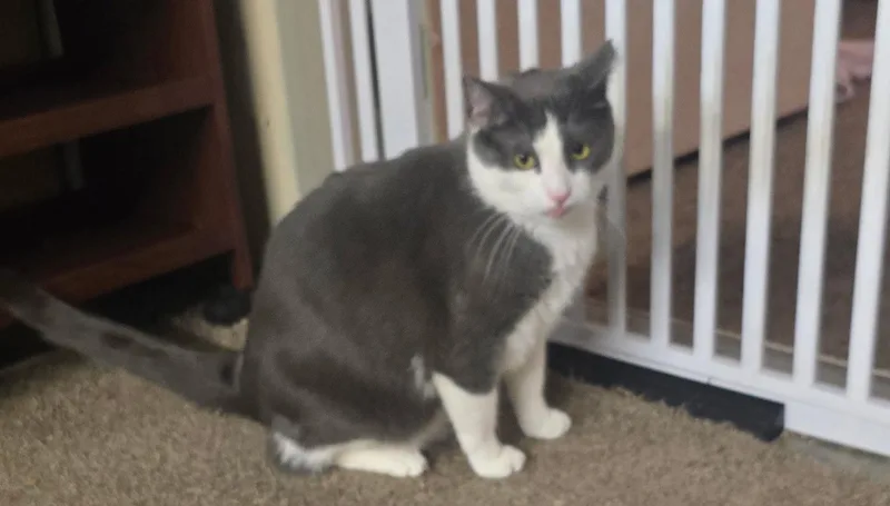 A young medium-sized male Gray & White American Shorthair cat named Ricky for adoption in Wallkill, NY