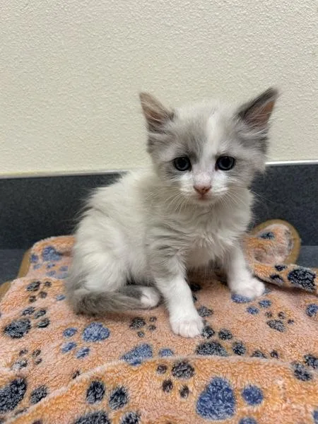 A baby small-sized female Domestic Medium Hair cat named Microwave for adoption in Kennewick, WA