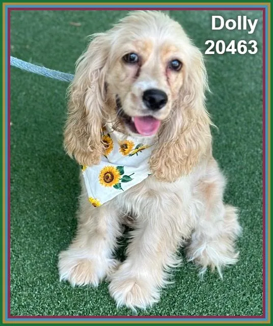 A baby medium-sized female Yellow / Tan / Blond / Fawn Cocker Spaniel dog named Dolly for adoption in Marietta, GA