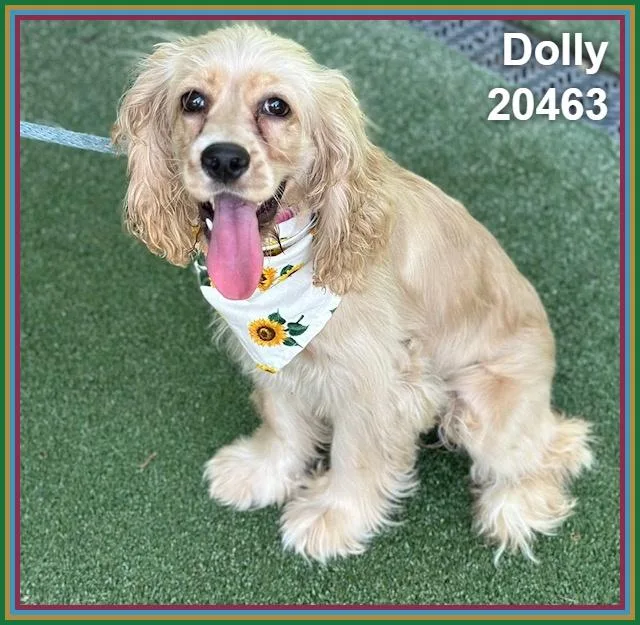 Dolly thumbnail 2
