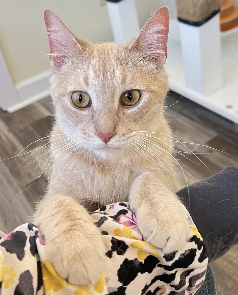 An adult medium-sized male Domestic Short Hair cat named Kota for adoption in St. Ignace, MI