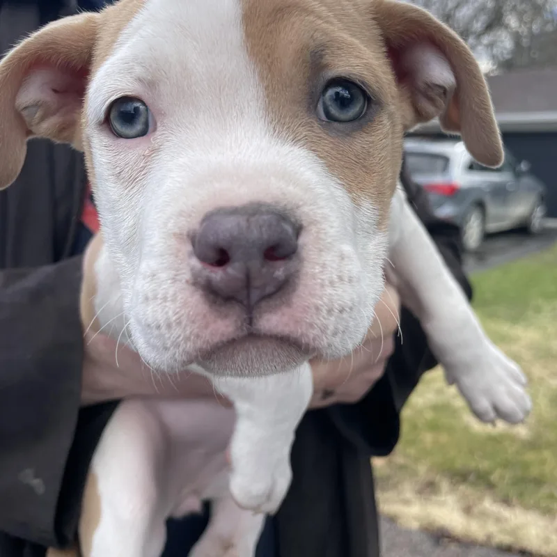 Carina Stardust  Local thumbnail 3