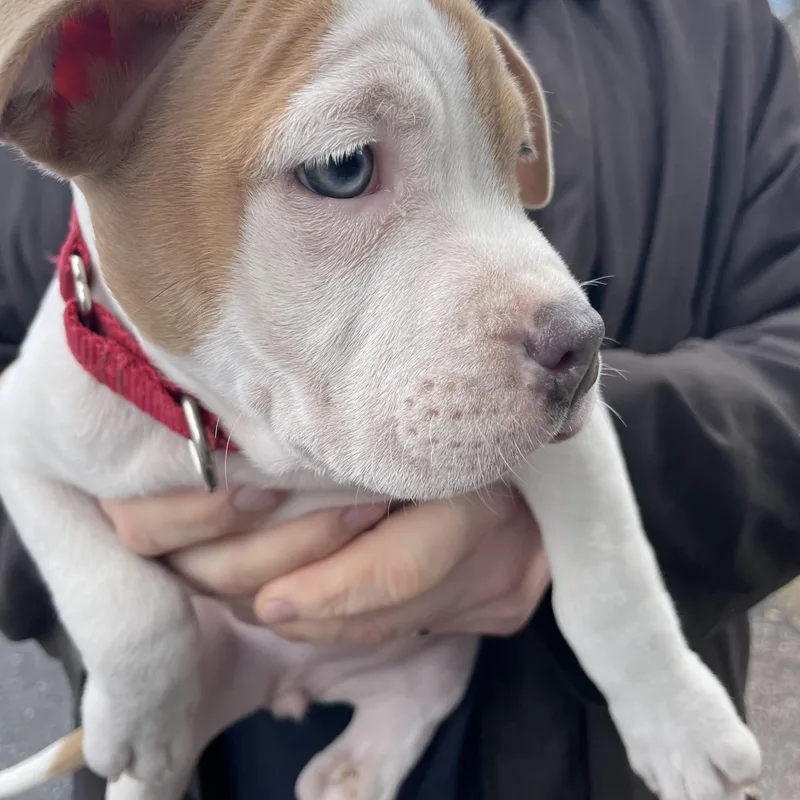 Carina Stardust  Local thumbnail 5