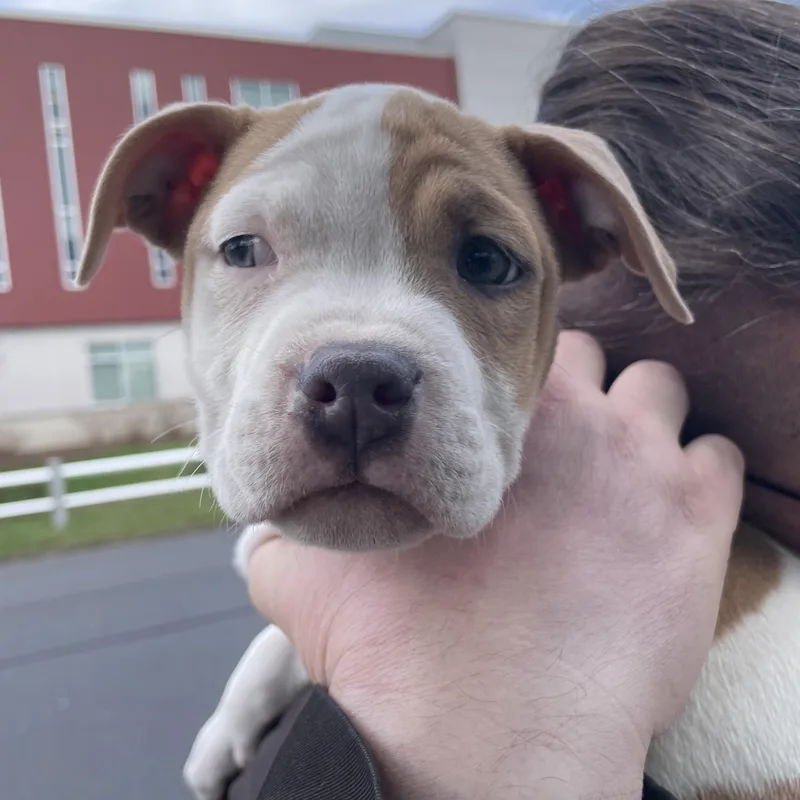 Carina Stardust  Local thumbnail 6