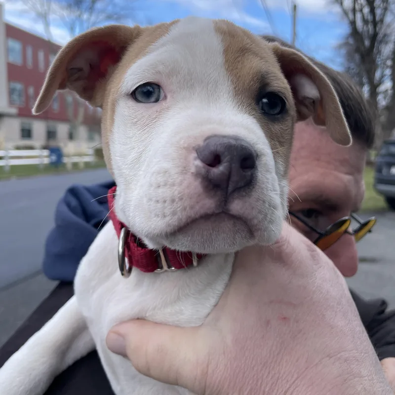 A baby medium-sized female White / Cream Boxer dog named Carina Stardust Local for adoption in Andover, MA