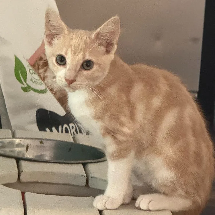 A young small-sized male Orange / Red Domestic Short Hair cat named Frasier for adoption in Long Beach, CA