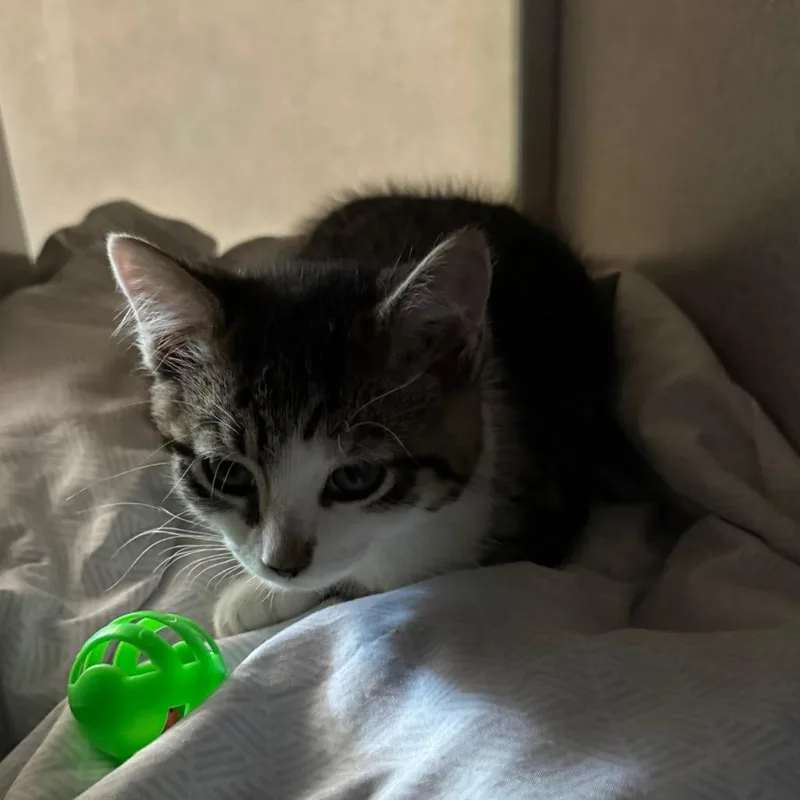 A baby small-sized female Gray / Blue / Silver Domestic Short Hair cat named Sabrina for adoption in Quakertown, PA