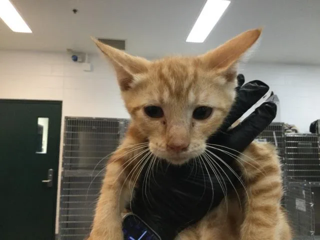 A young small-sized male Domestic Short Hair cat named Orlando for adoption in Thousand Palms, CA