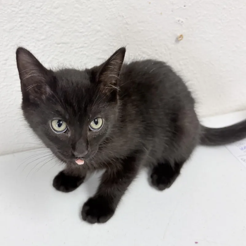 A baby medium-sized male Black Domestic Short Hair cat named Cocoa for adoption in Charles City, IA