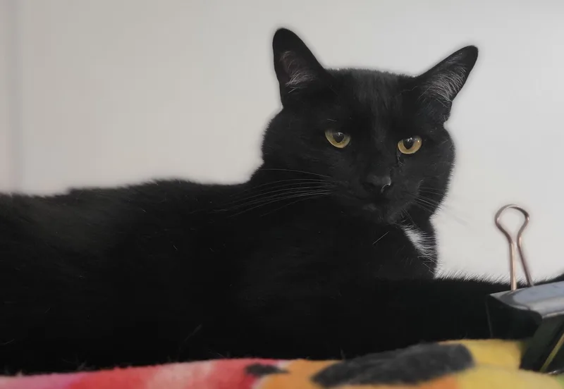 A young large-sized male Black Domestic Short Hair cat named Wayne for adoption in Swartz Creek, MI