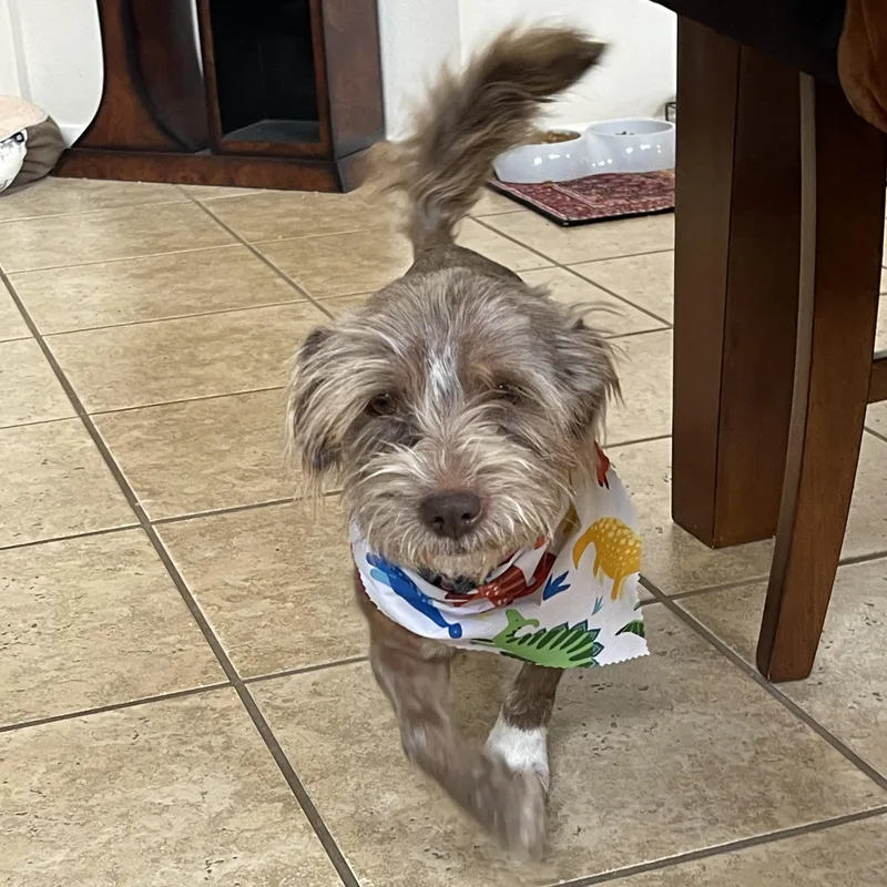 An adult small-sized male Gray / Blue / Silver Lakeland Terrier dog named Cody for adoption in Murrieta, CA