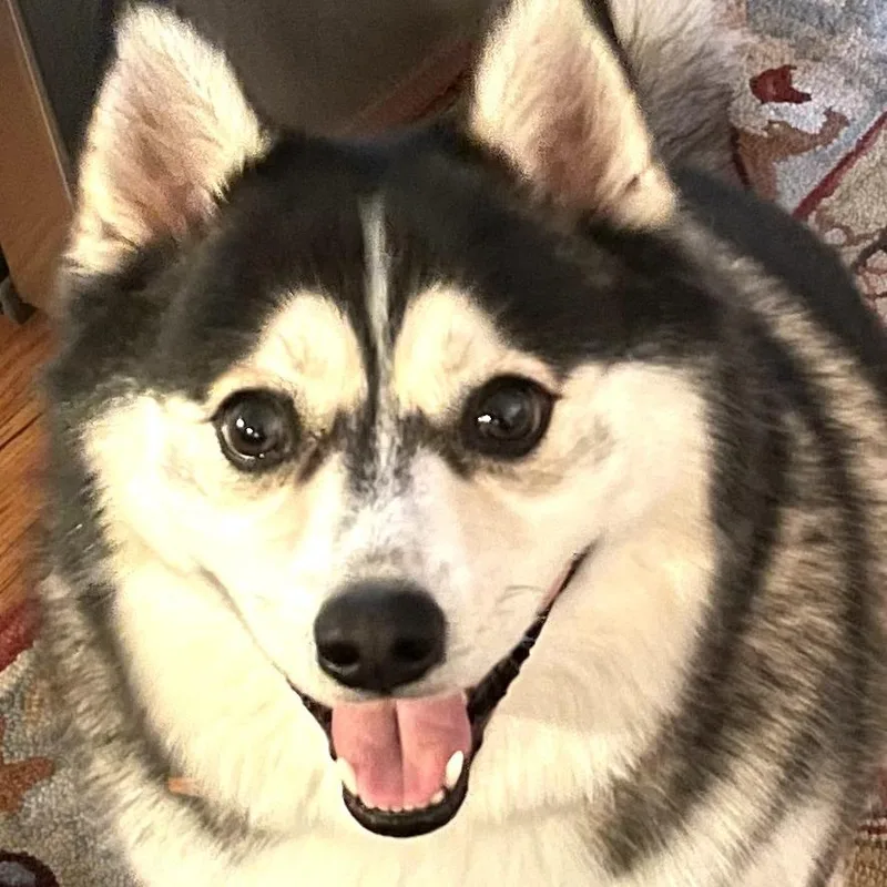 A senior medium-sized male Black Husky dog named Luka for adoption in Lynchburg, VA