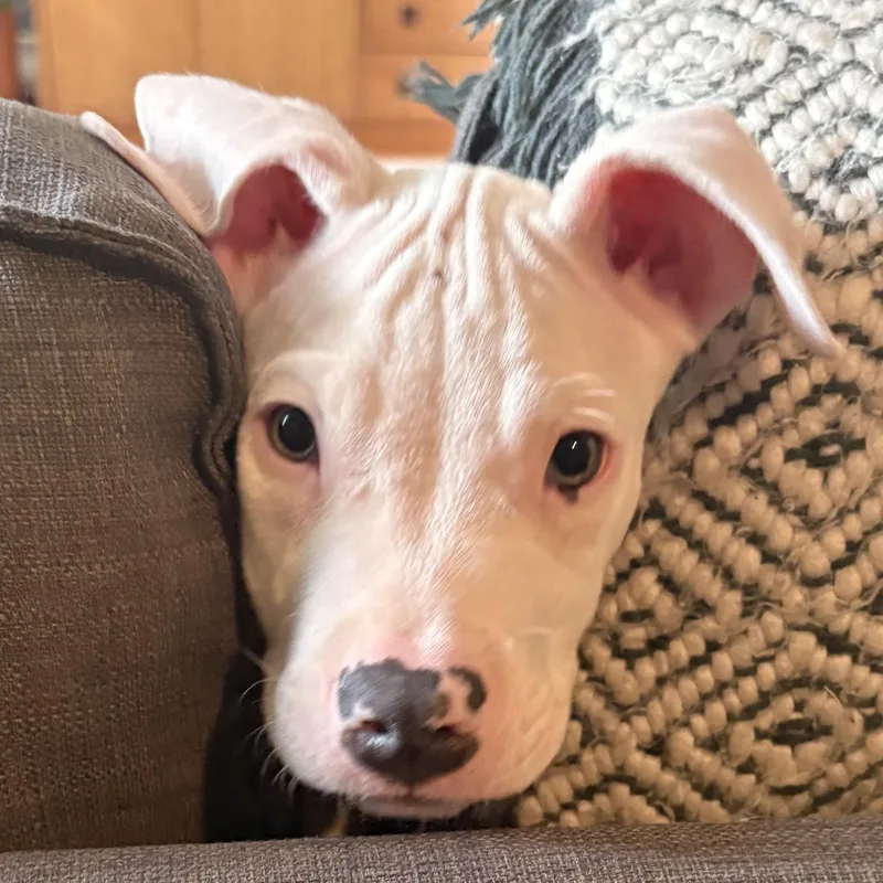 A baby medium-sized male White / Cream Pit Bull Terrier dog named Spam for adoption in Grafton, MA