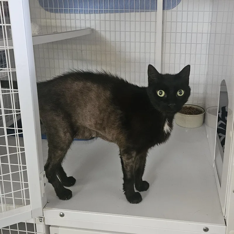 A senior large-sized male Black Domestic Short Hair cat named Eevee for adoption in Melbourne, FL