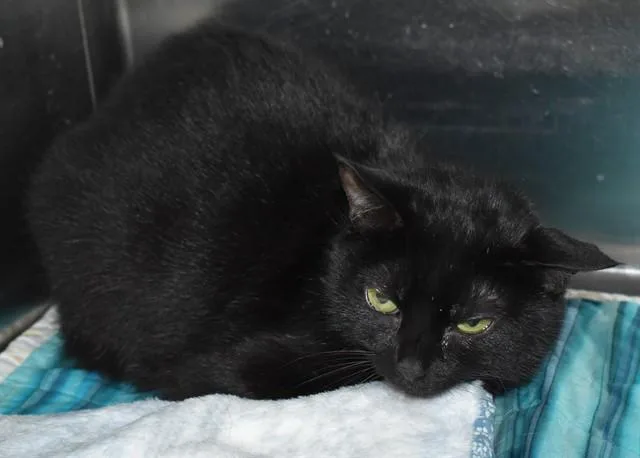 An adult medium-sized female Domestic Short Hair cat named Annie for adoption in Sarasota, FL
