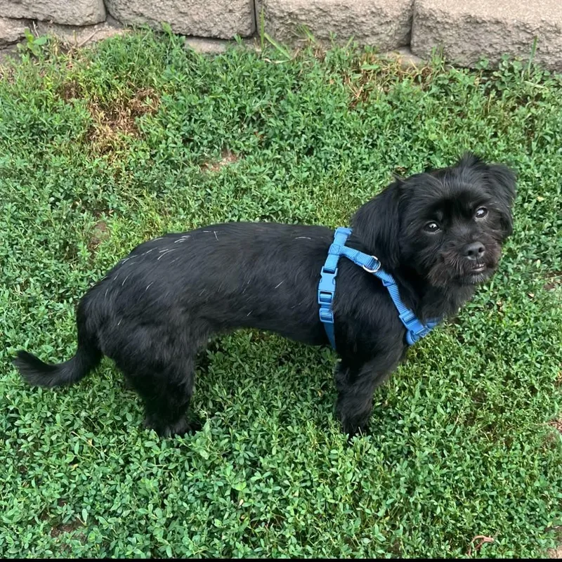 A baby small-sized female Black Wirehaired Terrier dog named Lacy for adoption in Wyandotte, MI