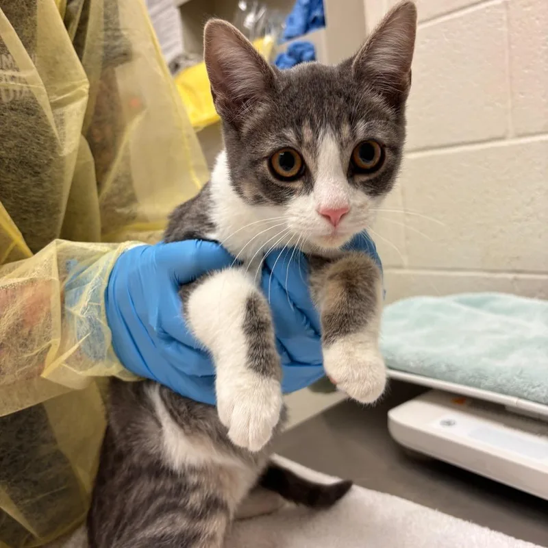 A baby small-sized male Gray / Blue / Silver Domestic Short Hair cat named Space Shuttle for adoption in Murray, UT