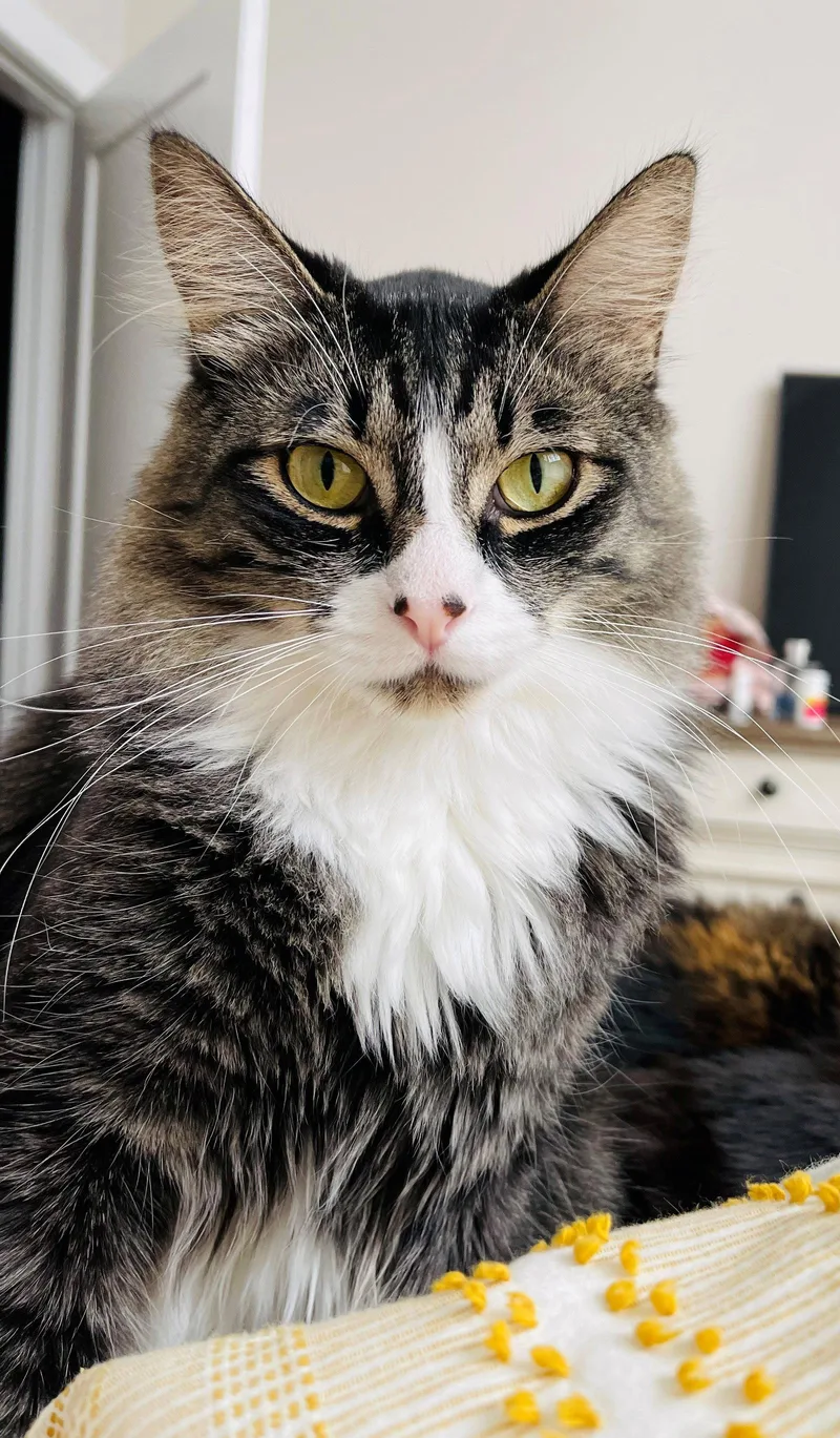 An adult medium-sized male Maine Coon cat named Flaquito   Offered for adoption in Hillsboro, OR