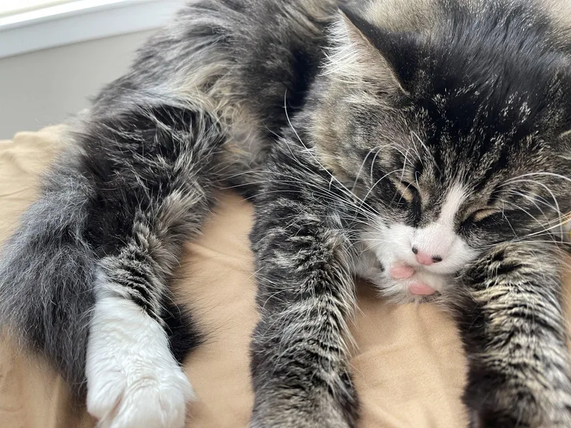 Flaquito   Offered thumbnail 2