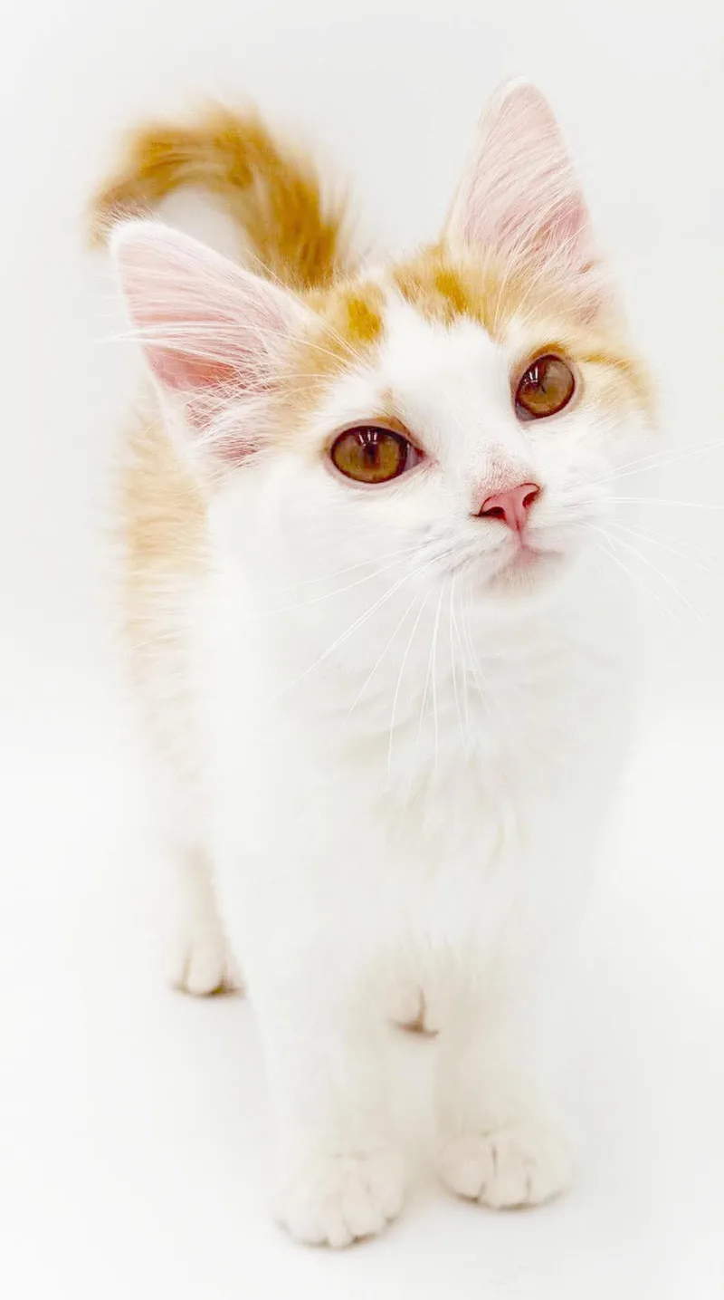 Saffron is our stunning thumbnail 3