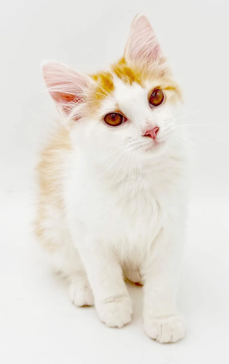 Saffron is our stunning thumbnail 4