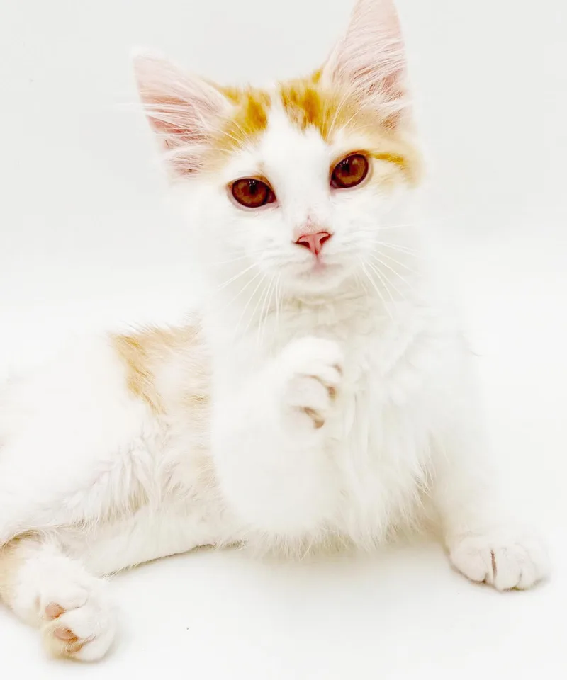 Saffron is our stunning thumbnail 6