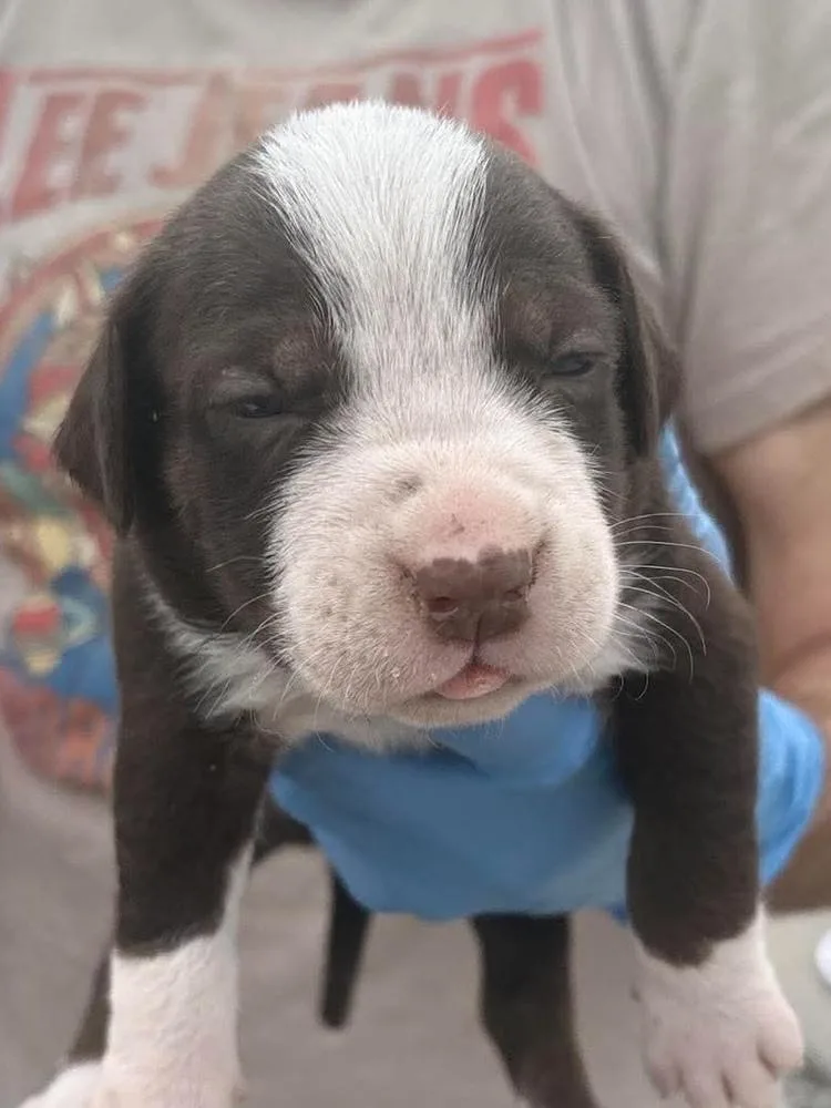 A baby medium-sized female Labrador Retriever dog named Square for adoption in Bolivar, MO
