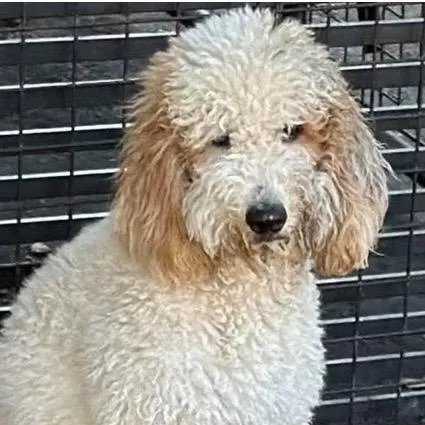 An adult medium-sized female White / Cream Goldendoodle dog named Zoey for adoption in Santa Rosa, CA