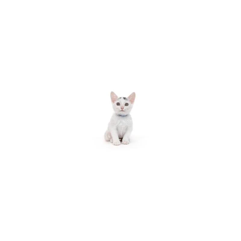 A baby small-sized female White Domestic Short Hair cat named Cherry Coke for adoption in Playa Vista, CA