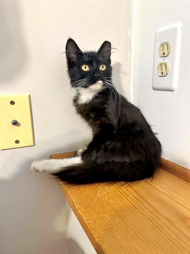 A baby medium-sized female Black & White / Tuxedo Domestic Medium Hair cat named Willa for adoption in Muskego, WI