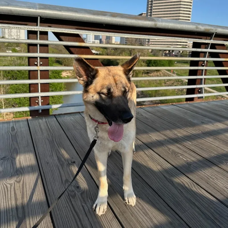 Hibiscus thumbnail 2