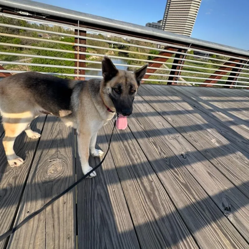 Hibiscus thumbnail 3