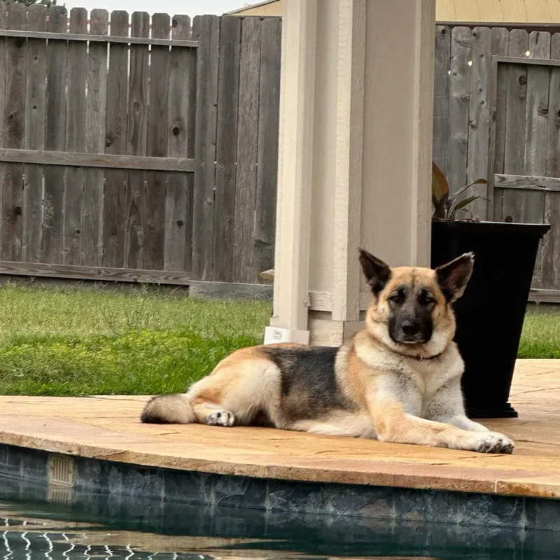 Hibiscus thumbnail 4