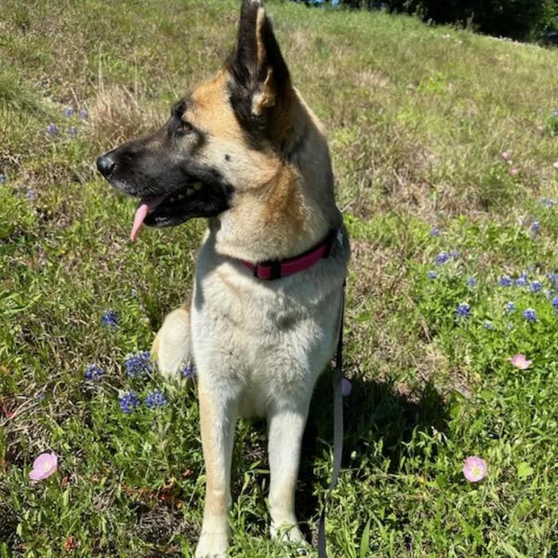 Hibiscus thumbnail 5