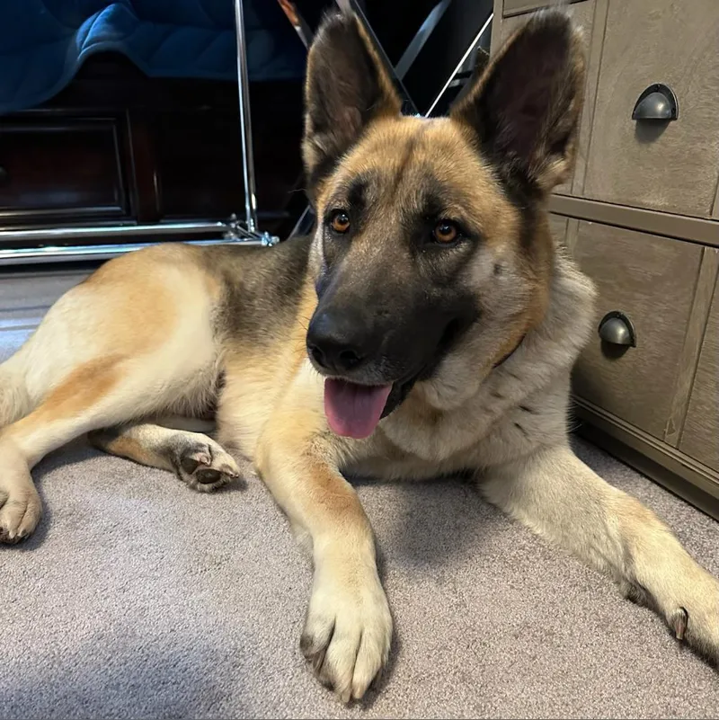 Hibiscus thumbnail 6