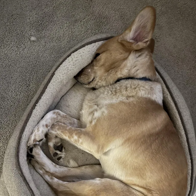 An adult medium-sized male Red / Chestnut / Orange Cattle Dog dog named Max D for adoption in Princeton, MN