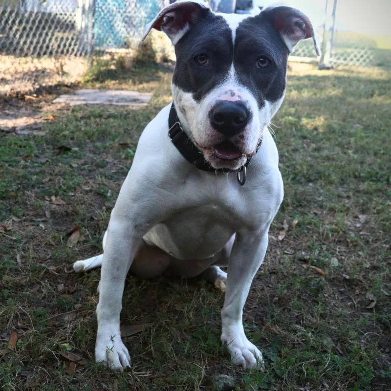 An adult medium-sized female White / Cream Terrier dog named Aphrodite for adoption in Lakeland, FL