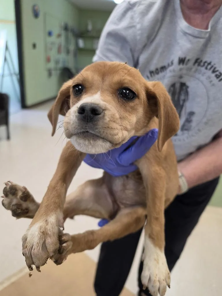 A baby small-sized female Black Mouth Cur dog named Zazu for adoption in Burnsville, NC