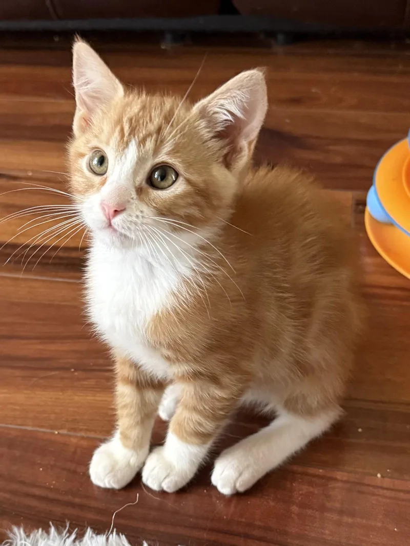 A young medium-sized male Orange & White Domestic Medium Hair cat named Cheddar Bonded With Smokey_ for adoption in Antioch, CA