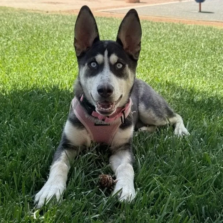 A young small-sized female Black Siberian Husky dog named Patty for adoption in North Las Vegas, NV