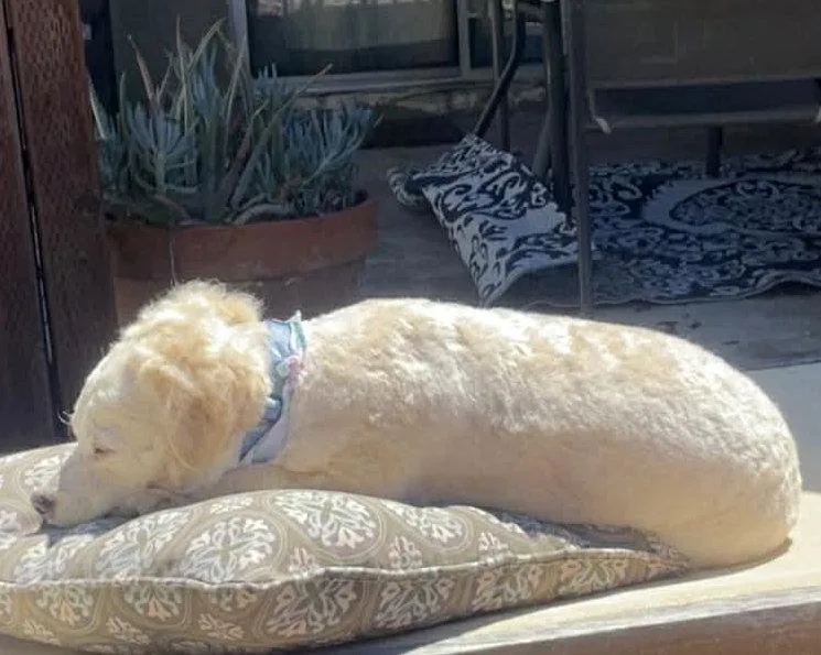 An adult small-sized female Poodle dog named Magnolia for adoption in Corona, CA