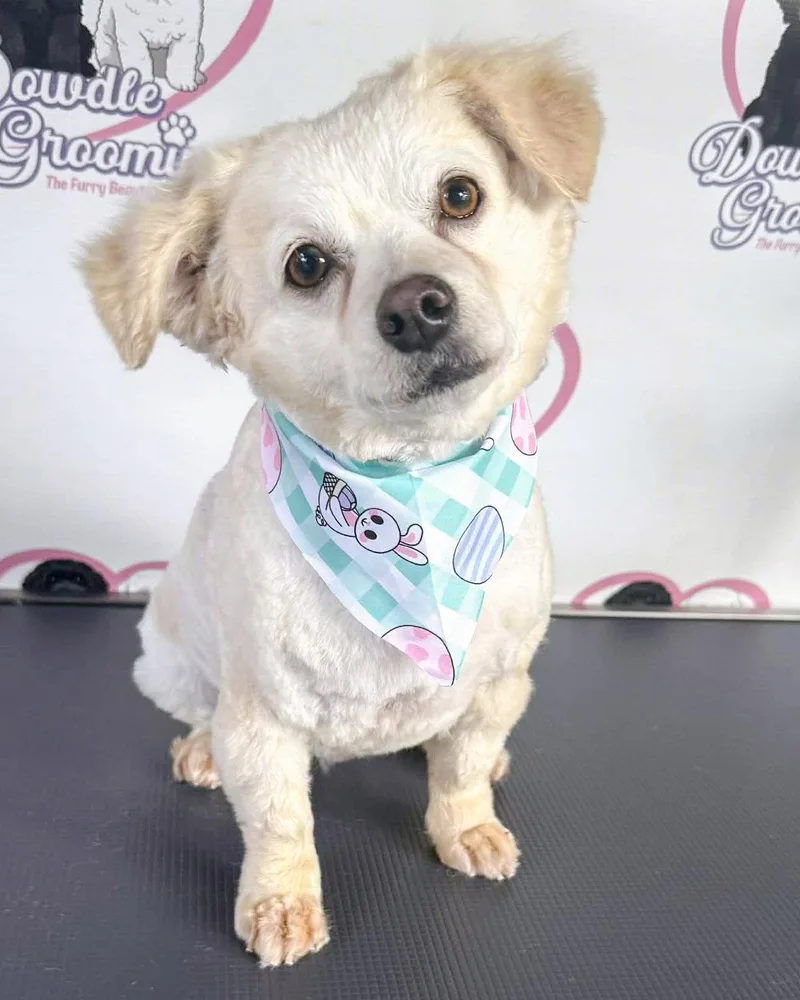 Magnolia thumbnail 3