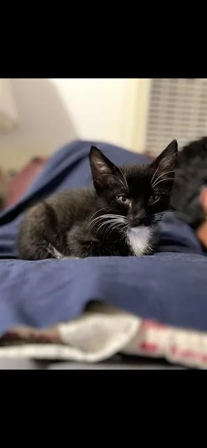 A baby small-sized male Domestic Short Hair cat named Moonpie for adoption in San Luis Obispo, CA
