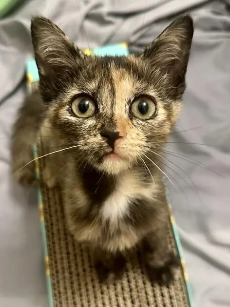 A baby small-sized female Domestic Short Hair cat named Tory for adoption in Salisbury, NC