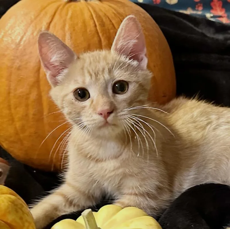 A baby medium-sized male Orange / Red Domestic Short Hair cat named Hocus for adoption in Sonora, CA