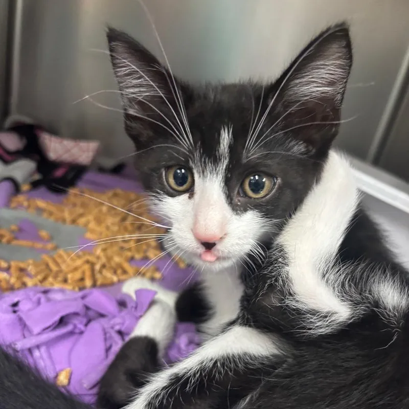 A baby small-sized male Black Domestic Short Hair cat named Prongs for adoption in Lakeland, FL